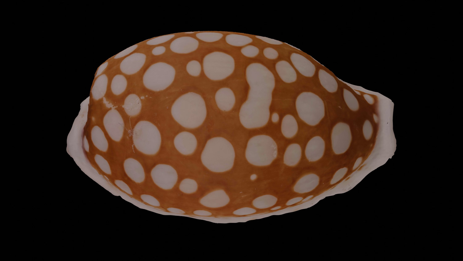 Cypraea cribaria